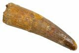 Fossil Spinosaurus Tooth - Real Dinosaur Tooth #305688-1